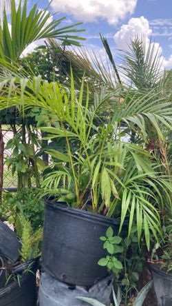 Plant 🪴