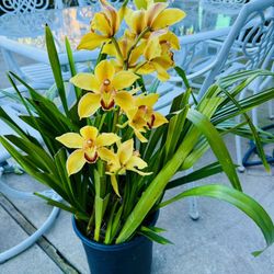 Cymbidium Yellow Orchid Plant In Big Pot - Easily Makes 3-4 Pots To Break & Repot. 