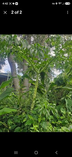 Amorphophallus/Voodoo lily