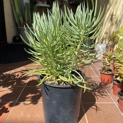 Senecio Succulent Plant