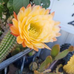 Cactus