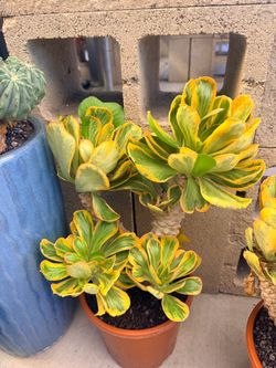 Euphorbia posinnie varigated