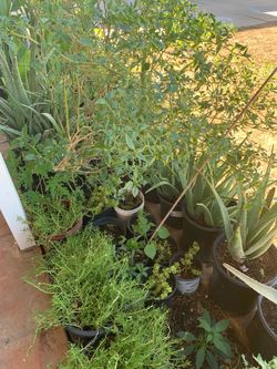 Last Chance Aloe Vera Basil Elephant Food Plants