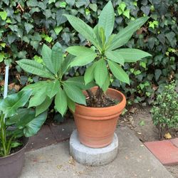 Hawaiian White Flower LARGE PLANT IN CLAY POT 