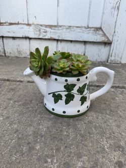 Potted succulent