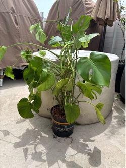 Philodendron Monstera Plant
