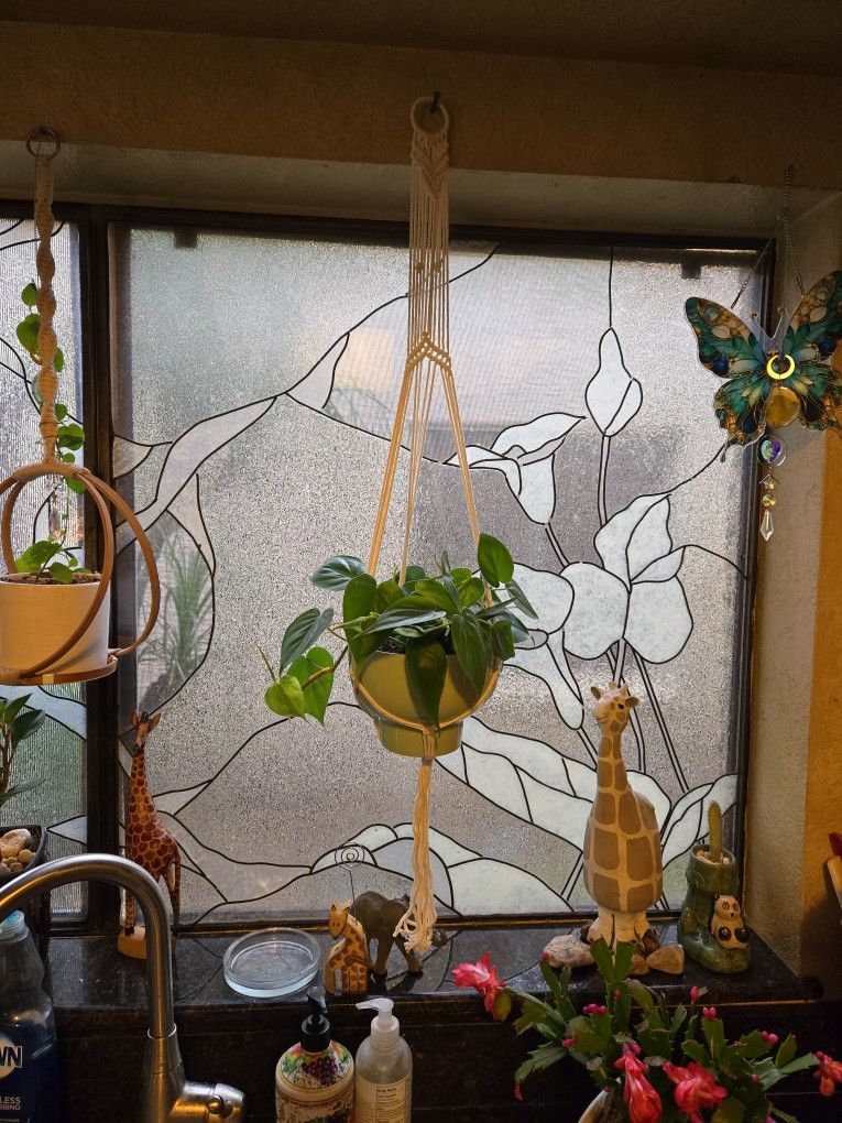 Lovely Heartleaf Philodendron In  Macrame Hanging  And 7in Ceramic Pot 