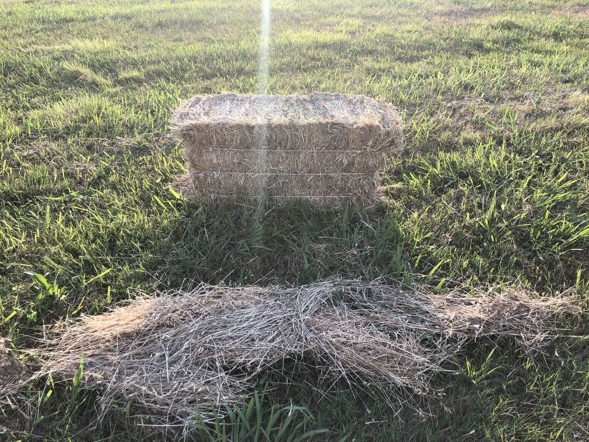Grass hay For Sale