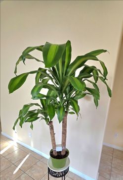 🪴 Dracaena Mass Cane (Palo de Brasil)🌱🪴