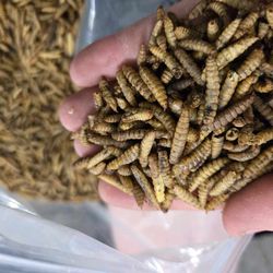 Dry Black solder Larve