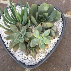 Valentine Succulent Arrangement
