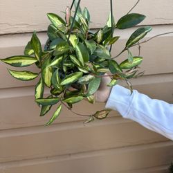 6” hoya princess 