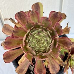 Beautiful Aeonium Fendai