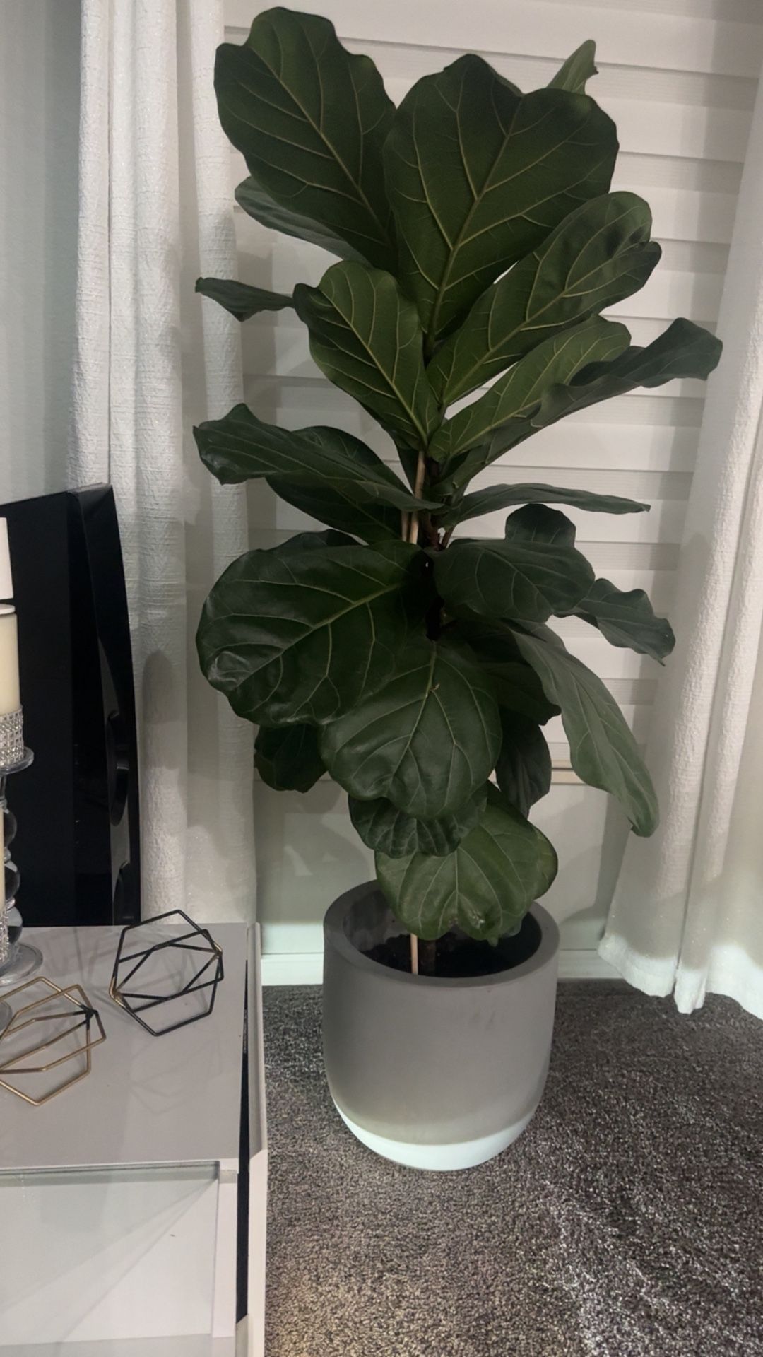 Planta Ficus