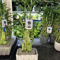 Lucky Bamboo In Ceramic Pot. SPECIAL PRICE 🤩