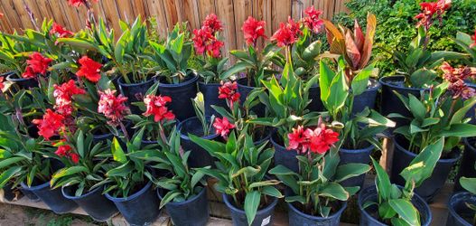 CANNA LILLIES & SOCIETY GARLIC 