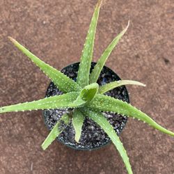 Aloe vera