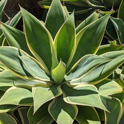 Agave Plants