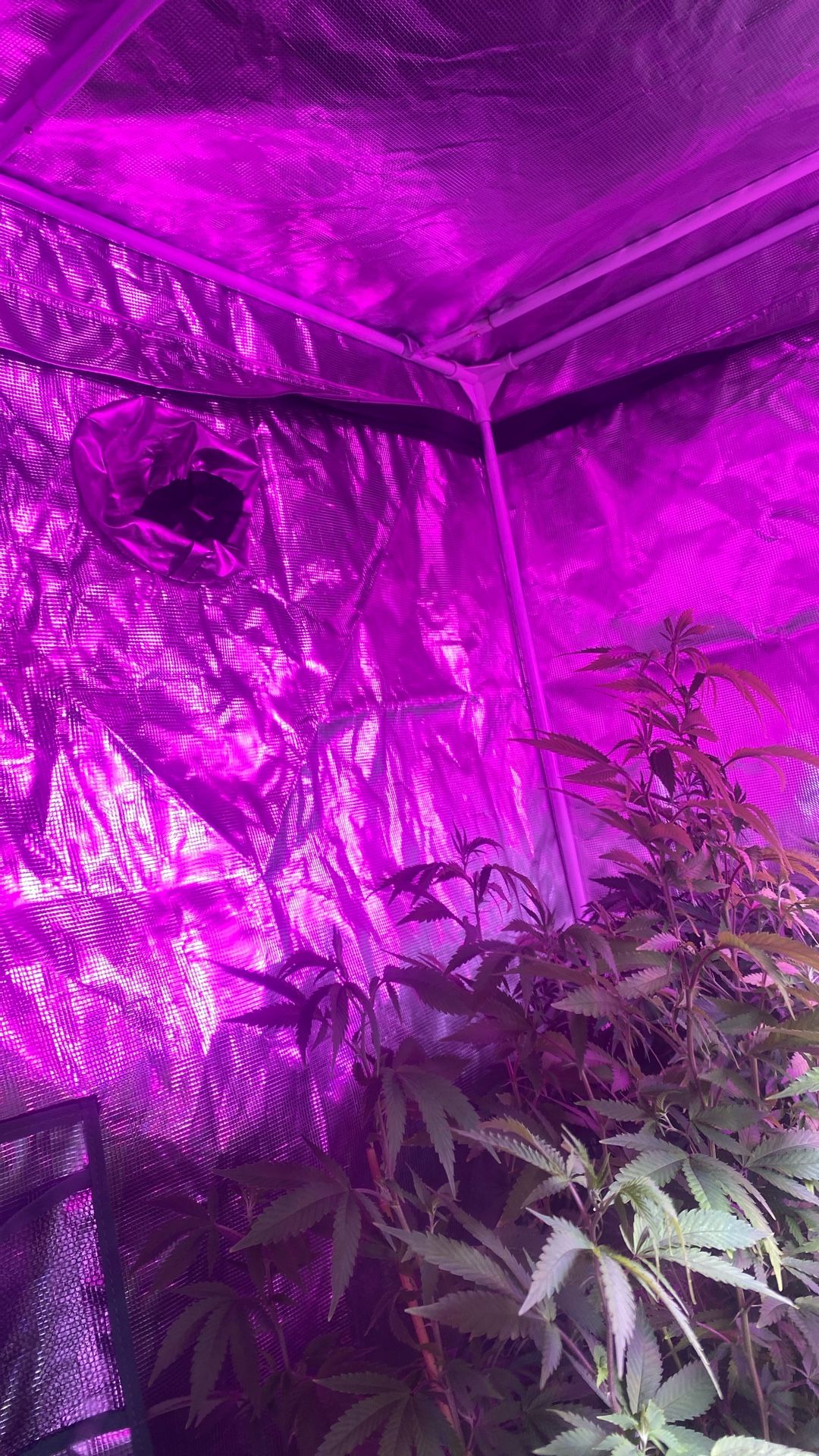 4x4 Melon Farm Grow Tent