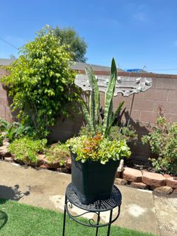 Mixed succulents