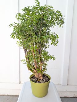 Aralia Ming Stump Plant 6" Pot - Indoor House Plants
