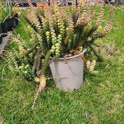 Crassula Tom Thumb Succulent Plant
