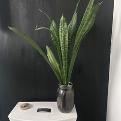 SNAKE PLANT