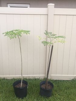 Moringa Trees