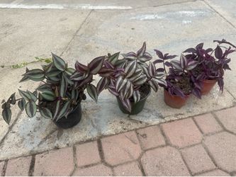 Wandering Jew 5$ each