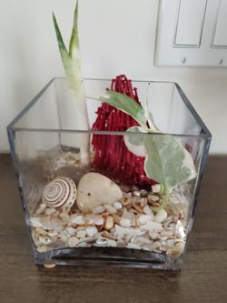 Water plant display