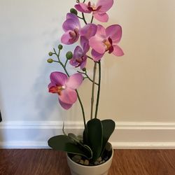Decorative Orchid - Pink