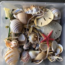 Seashells Starfish Sand Dollars Ornaments Crafting All Sizes