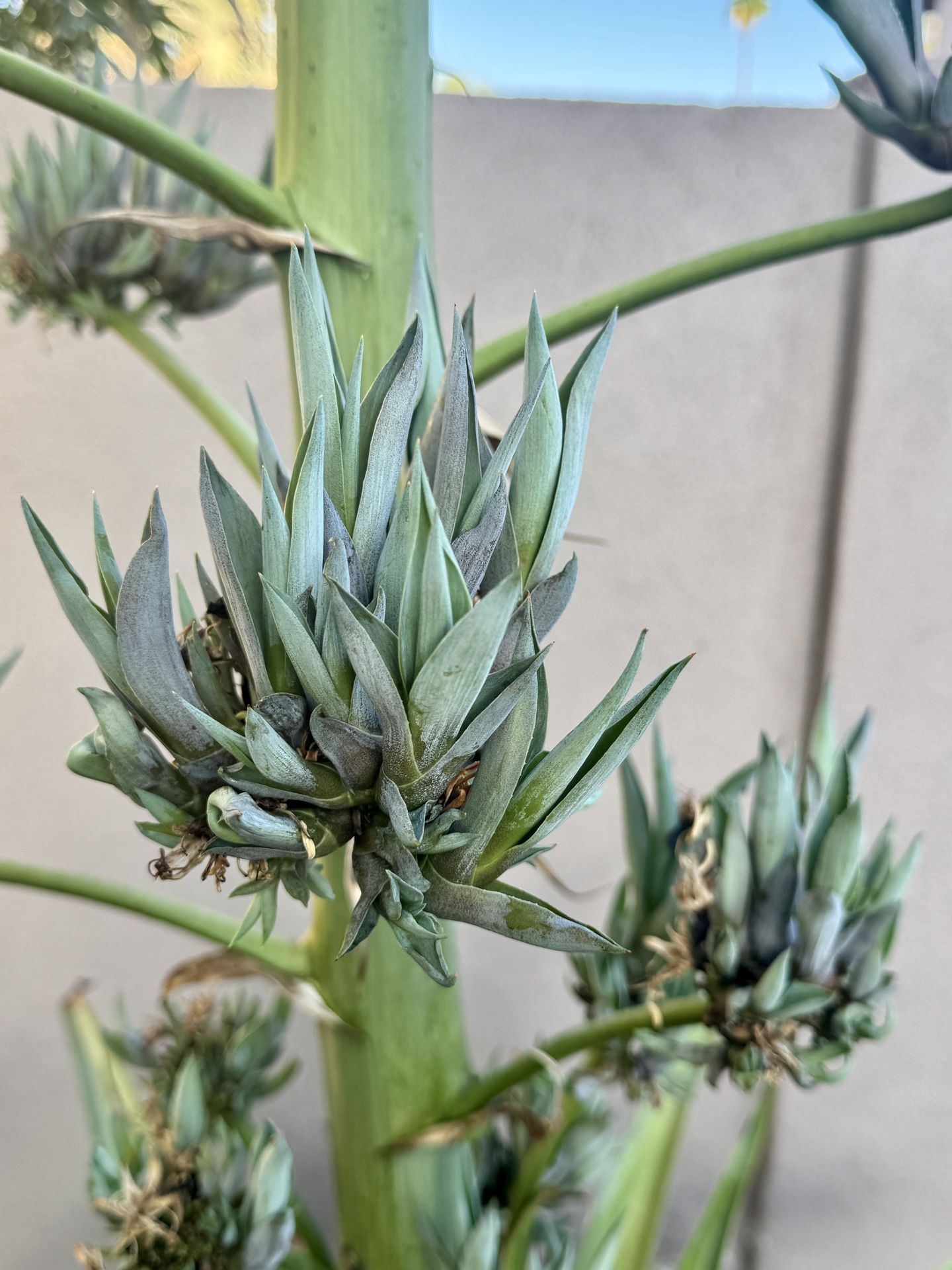 Agave Plant Starts