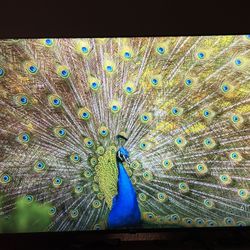 Hisense 65 Inch