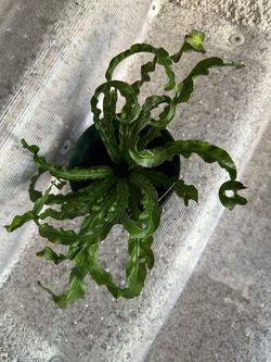 Fern