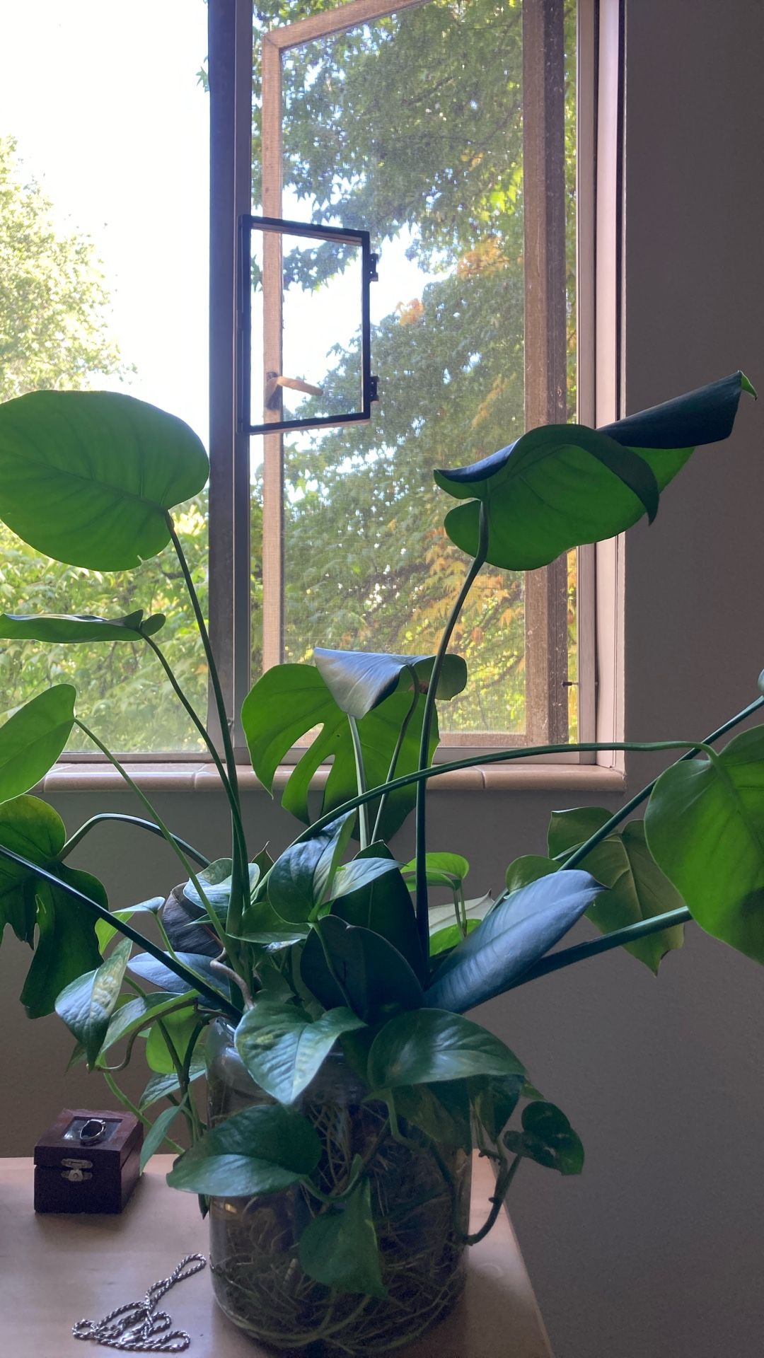 Mixed Cuttings, Huge!