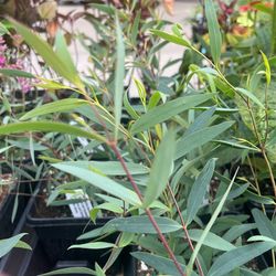 EUCALYPTUS moorei Plants 