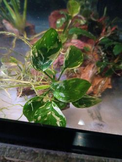 Marble Anubias Aquatic Plant (Var King)