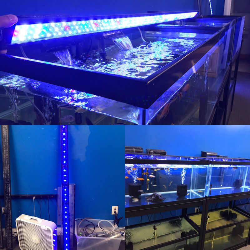 6 foot long LED light for an Aquarium fish tank $100