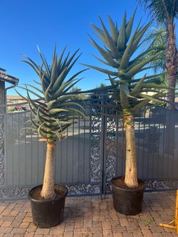 Large Potted Hercules Aloe Trees – Pair