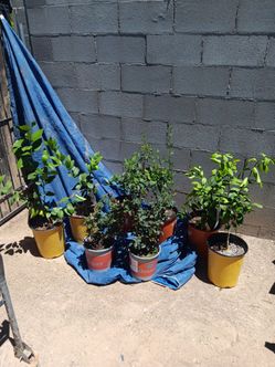 Plants and fruit trees