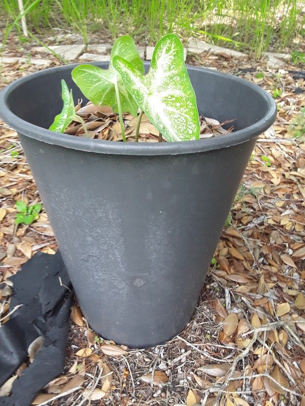 Huge Beautiful Pot With Plant In Weeki Wachee Spring Hill