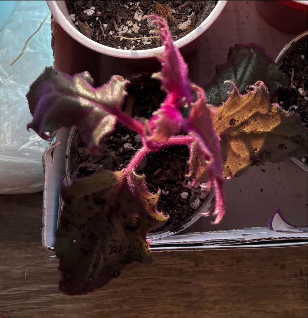 House indoor plant purple passion Gynura aurantiaca