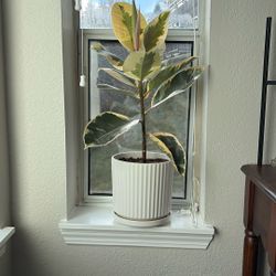 Ficus Audrey Plant