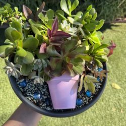 Very Beautiful Succulent Arrangement 
