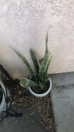 Shopper True plant, For$6.00