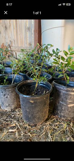 1 ft tall olive trees $10 each