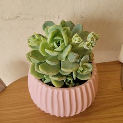 Succulent Plant! Ceramic Pot.