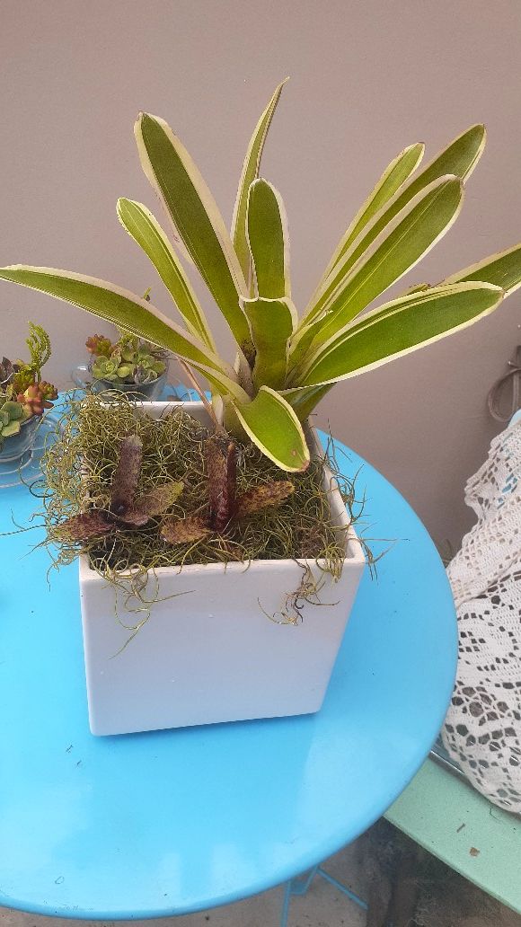 Huge vargiated bromeliad & exotic lil bromeliad babies. Any plant moms out there? Mother's day gift read on