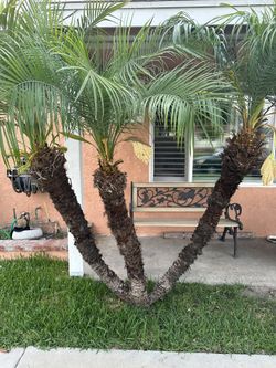 Palm Tree (free)